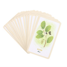 Load image into Gallery viewer, Forest Magic Oracle Cards
